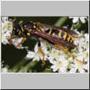 Polistes dominula - Haus-Feldwespe w19a.jpg